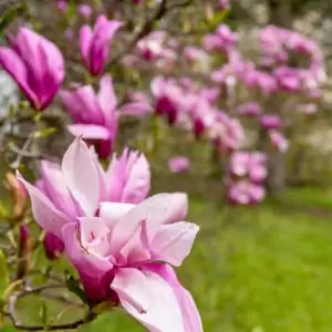 Arboretum - saucer magnolia - late season late season saucer magnolias showing some wear but still beautiful