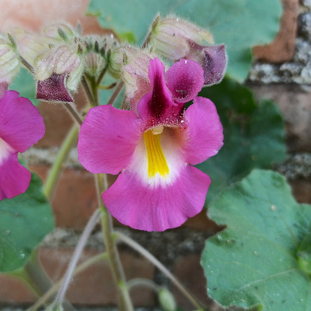 The Supernatural Side of Plants – CornellBotanicGardens