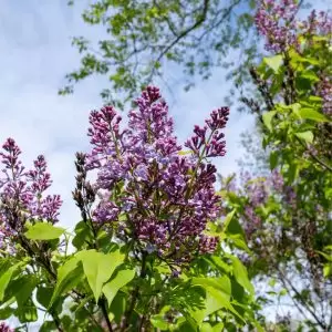 Arboretum - Lilac progress in early bloom stage Arboretum - Lilac progress in early bloom stage