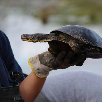 Biologist holding up an adult Blanding's turtle in their hands. The turtle has his yellow neck stretched out