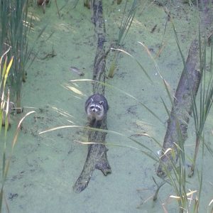 20140923 racoon by HV boardwalk raccoon looking up from a log in the hendrie valley marsh