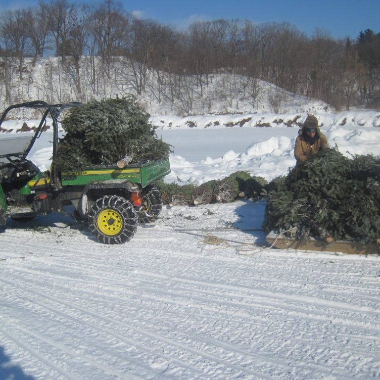 staff unloading donated Christmas trees from trailer to place across the ice