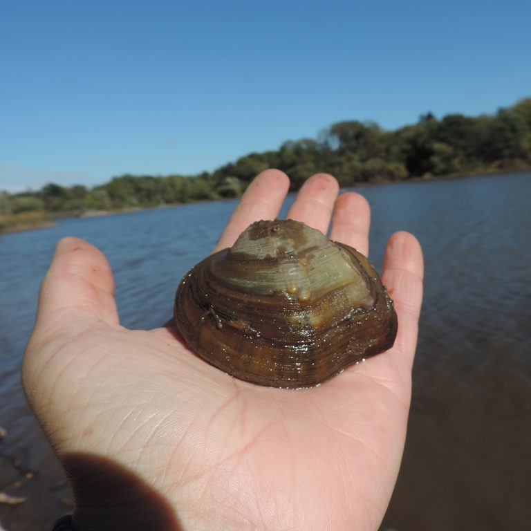 Mapleleaf mussel