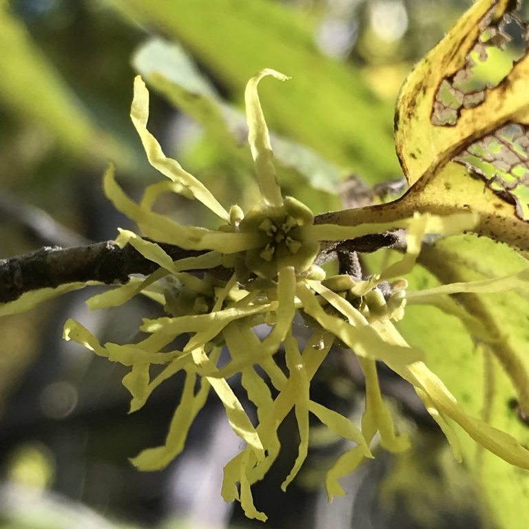 close up of bright yellow witch hazel flower