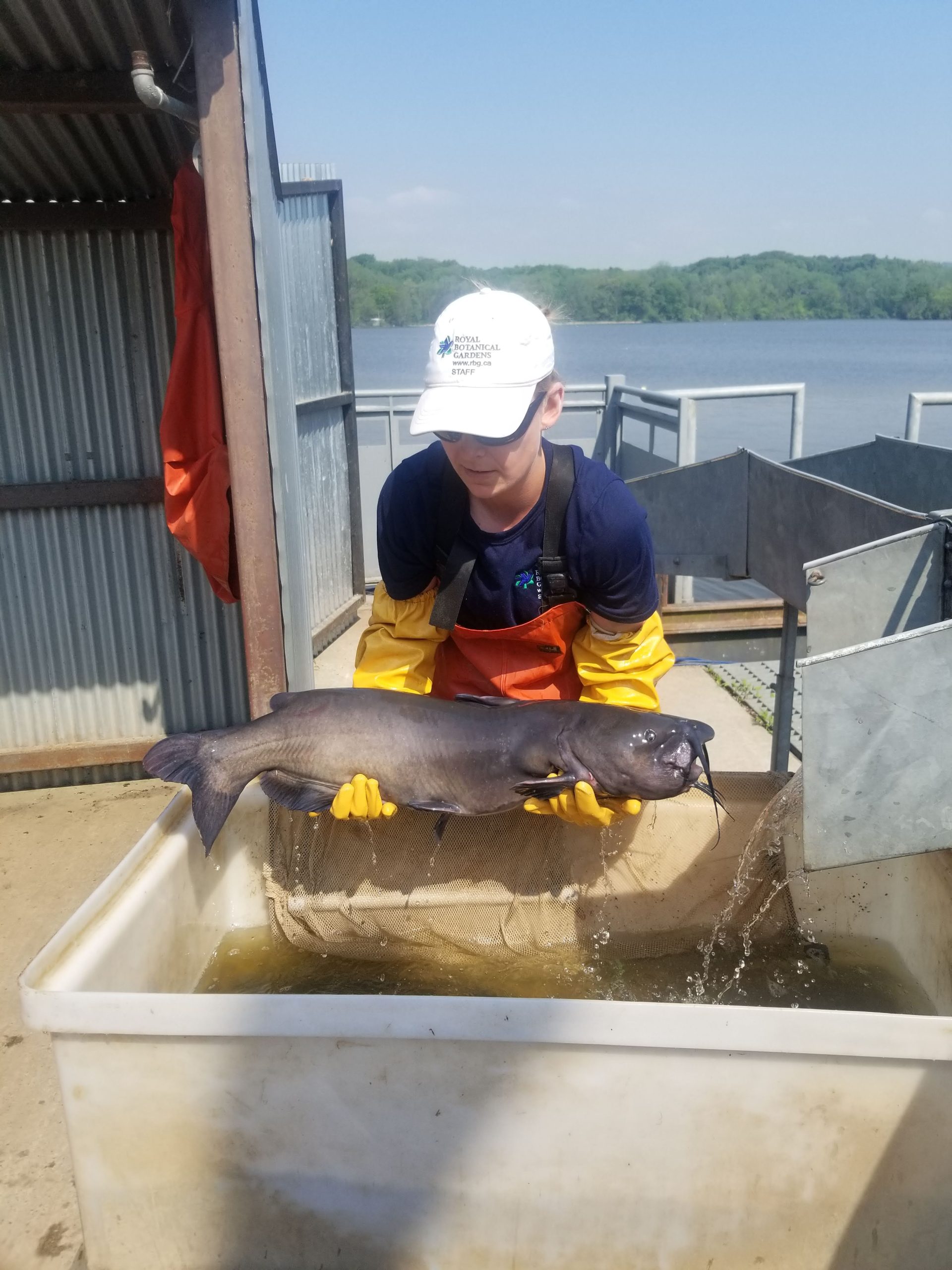 Fish Migration: Channel Catfish and a Freshwater Mussel - Royal ...