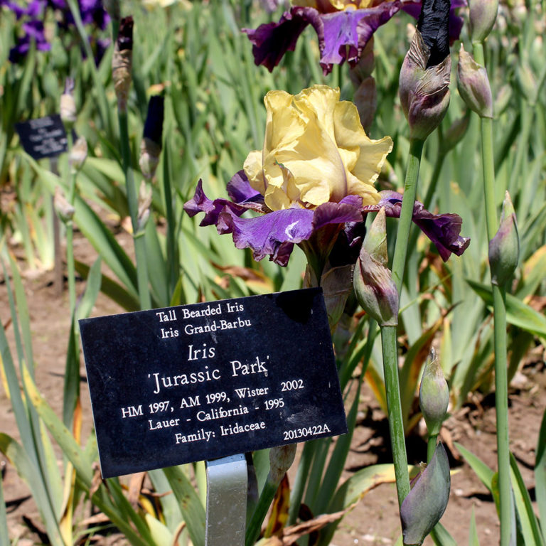 Plant Label In Front Of Bearded Iris - Named Jurassic Park