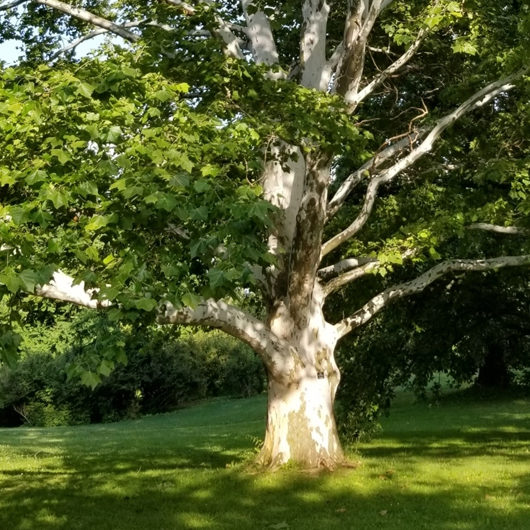 Sicamore Tree Arboretum