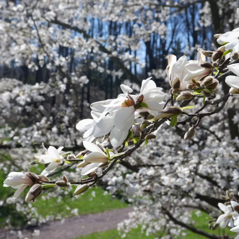 White Magnolia Blooms On Branch In Arboretum