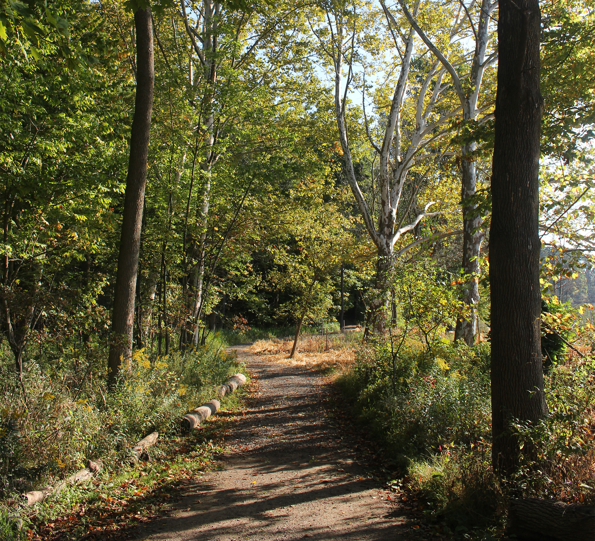 Looking Down A Woodland Trail