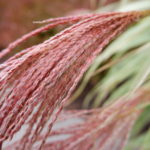 Chinese Silver Grass Dixieland