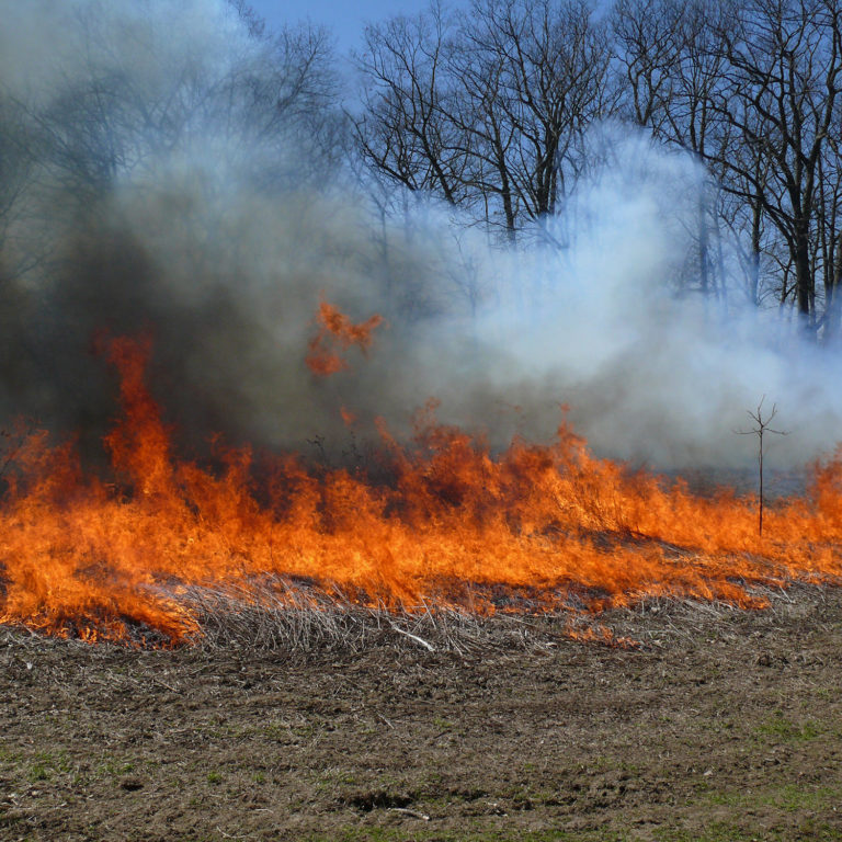 Field Burning at Princess Point