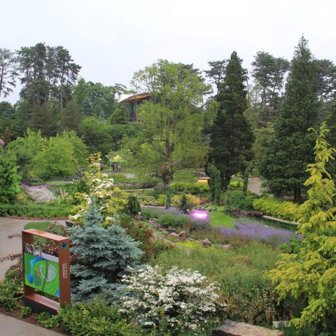 Rock Garden View Of Lower Bowl From Garden House In June