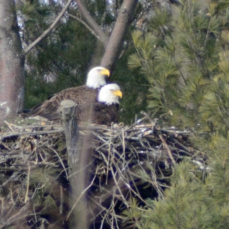Two Bald Eagles Sitting In Large Next At Cootes Paradise