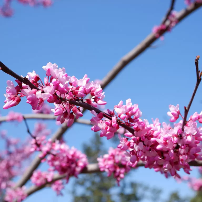 Close Up Of Redbud Blooms In Arboretum With Clear Blue Sky Backdrop
