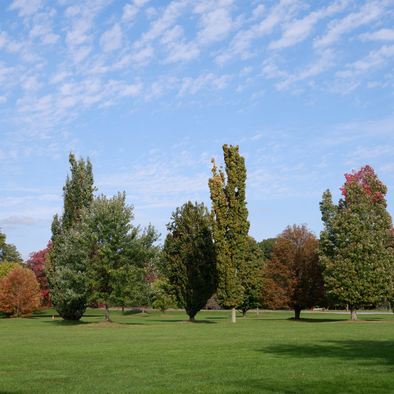 Arboretum Trees In Field In October
