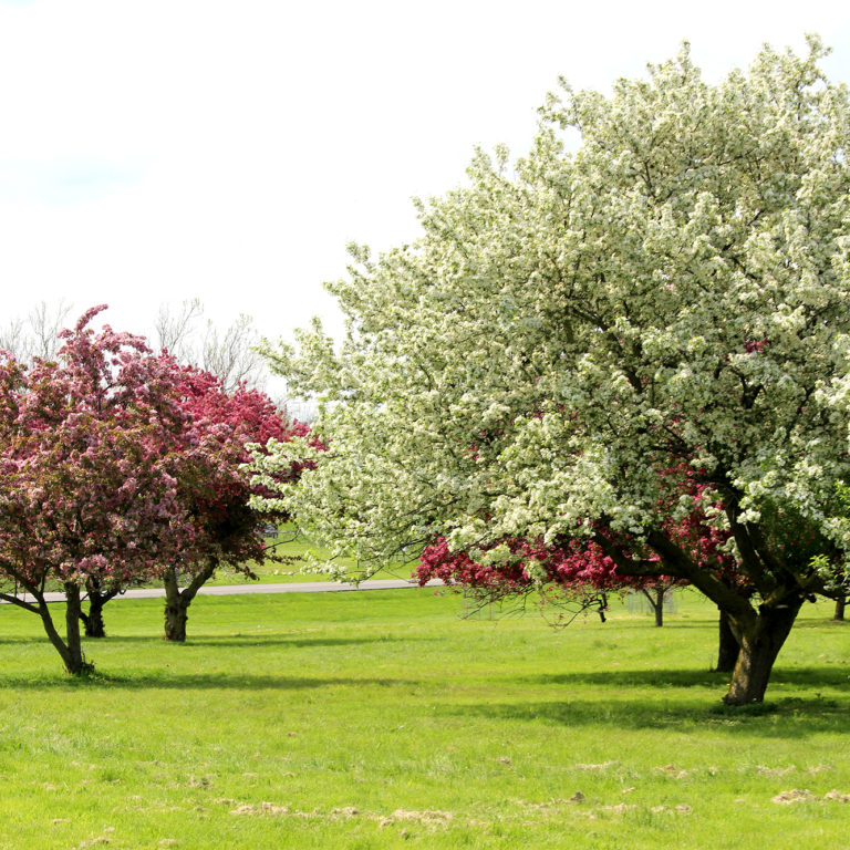 Arboretum White And Pink Crabapple Trees Blooming