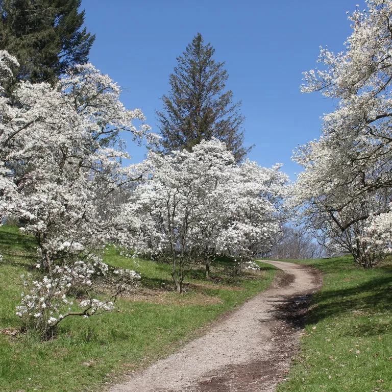 Arboretum White Star Magnolias In Bloom Lining Path