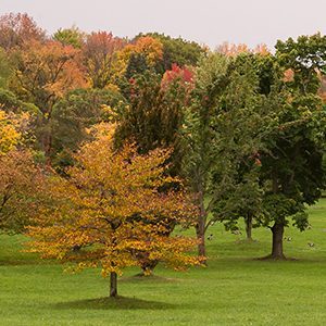 Autumn Trees at Arboretum