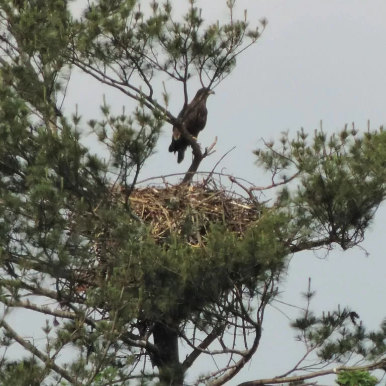 Bald Eagle Eaglet in Nest
