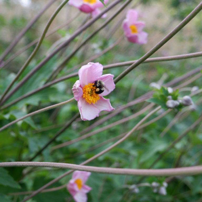 Bee Pollinating Japanese Anemone
