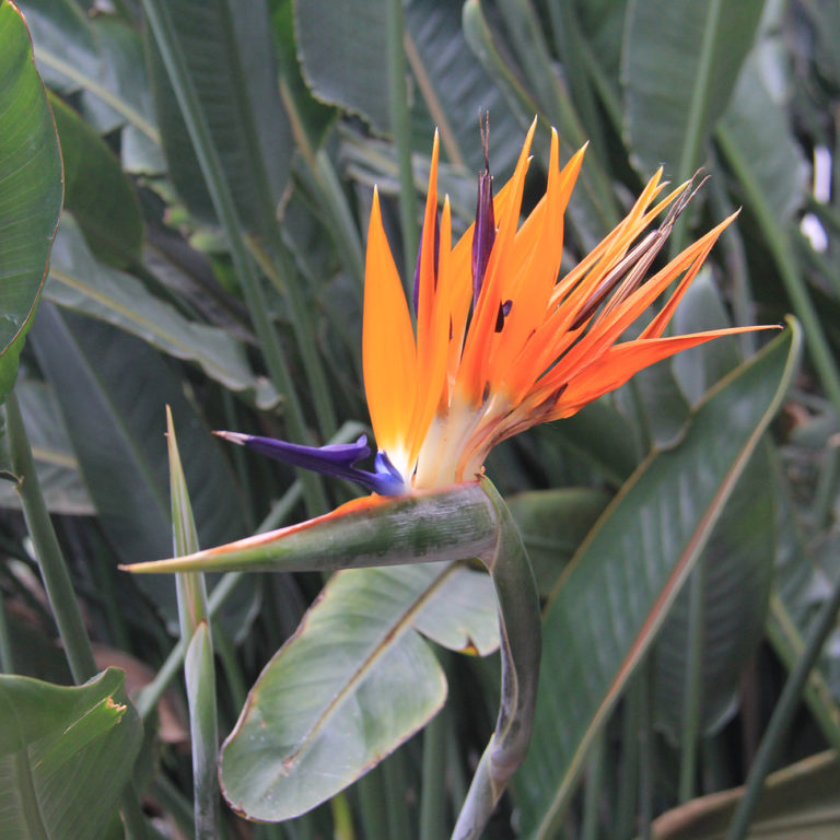 Horticultural Collections - Bird Of Paradise Bloom