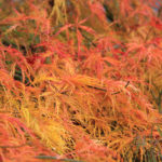 Bright Orange Leaves In Fall Royal Court