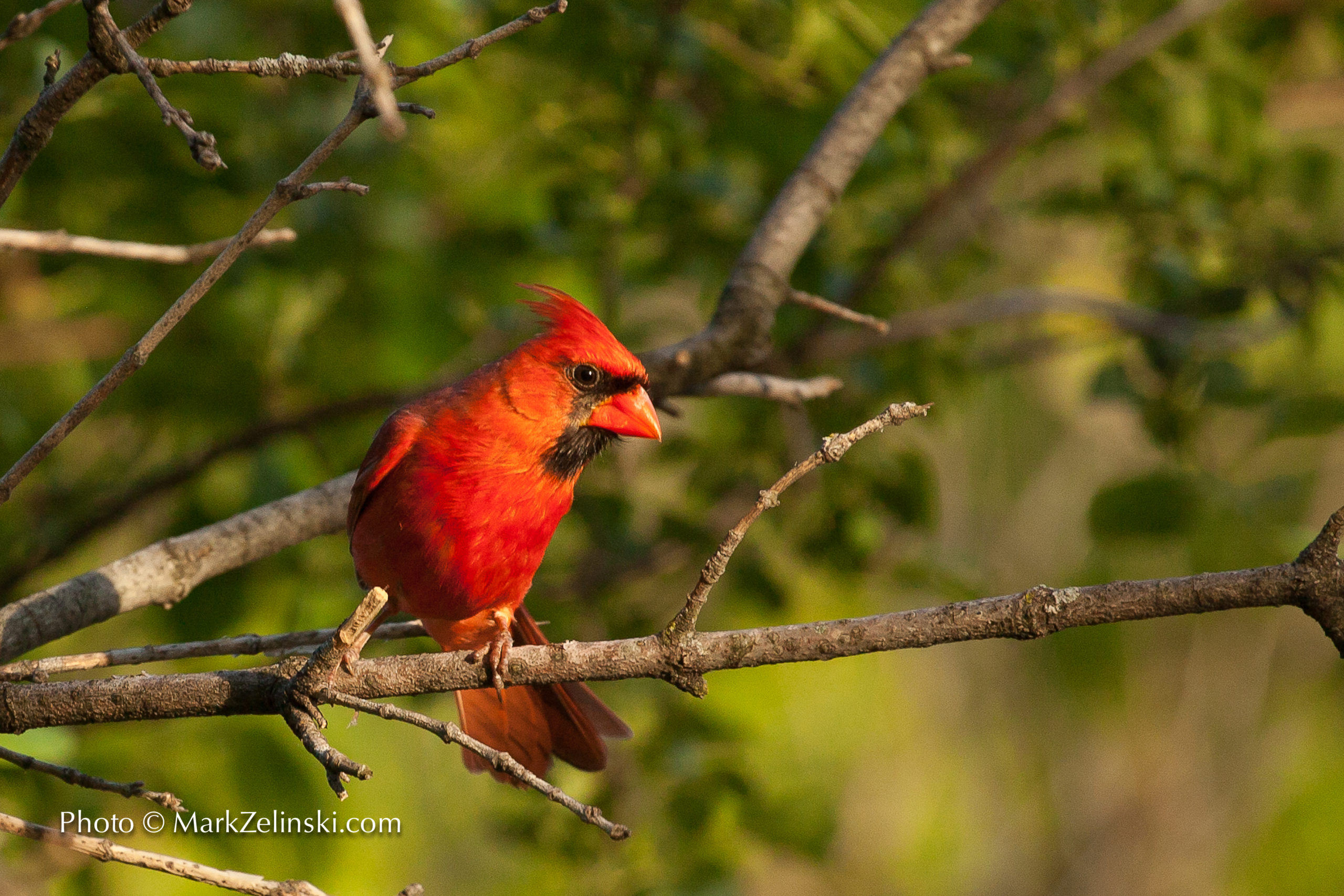 Let's Go Birding! (for beginners) - Royal Botanical Gardens