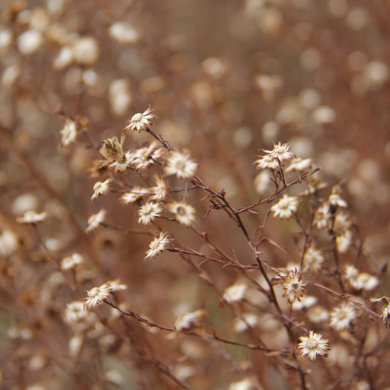 Dried Native Plants In Winter