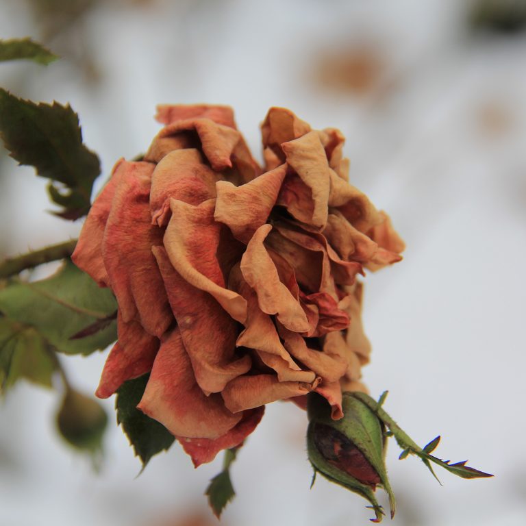 Dried Pink Rose With Snowy Background