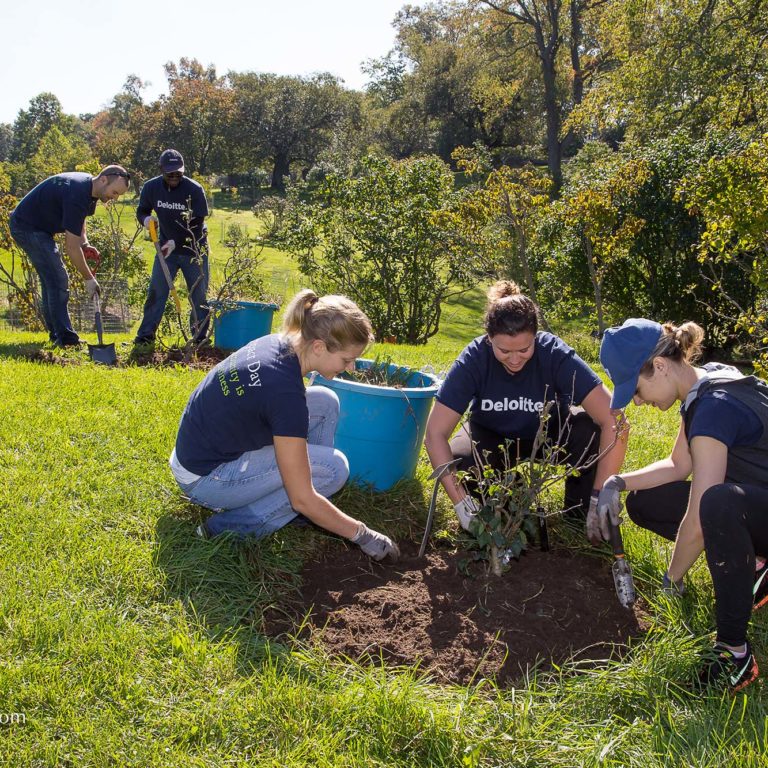 Employee Volunteers Planting Trees Credit Markzelinski.com