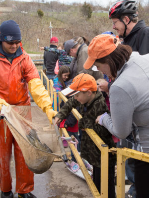 fishway-demontration-for-visitors-credit-markzenlinski.com RBG Staff At Fishway Showing Fish In Net To Visitors