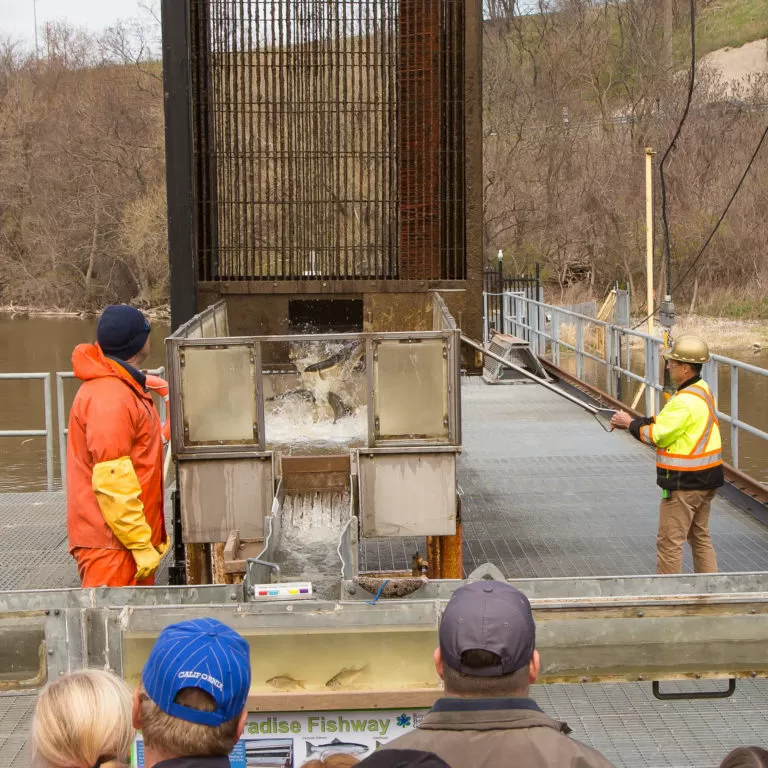 Staff at Fishway lifting large metal basket over a water chute to sort fish Credit Markzelinski.com