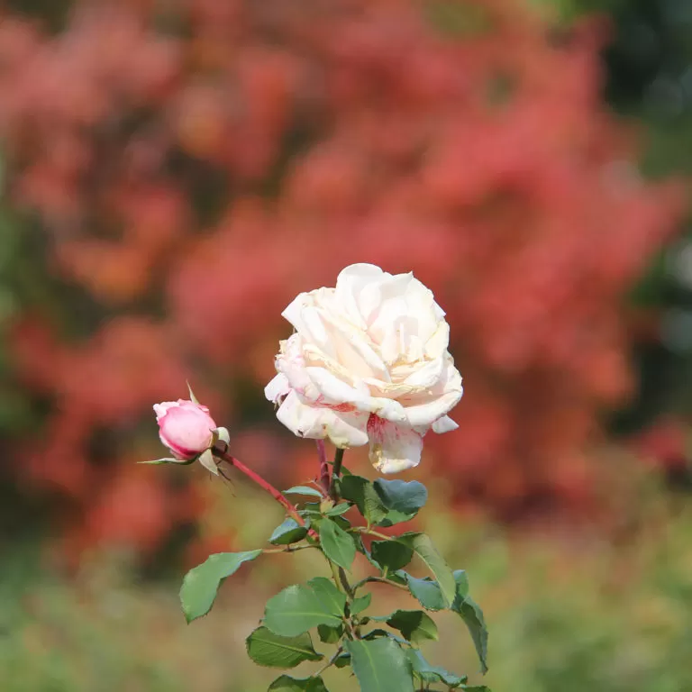 Floribunda Rose In Fall