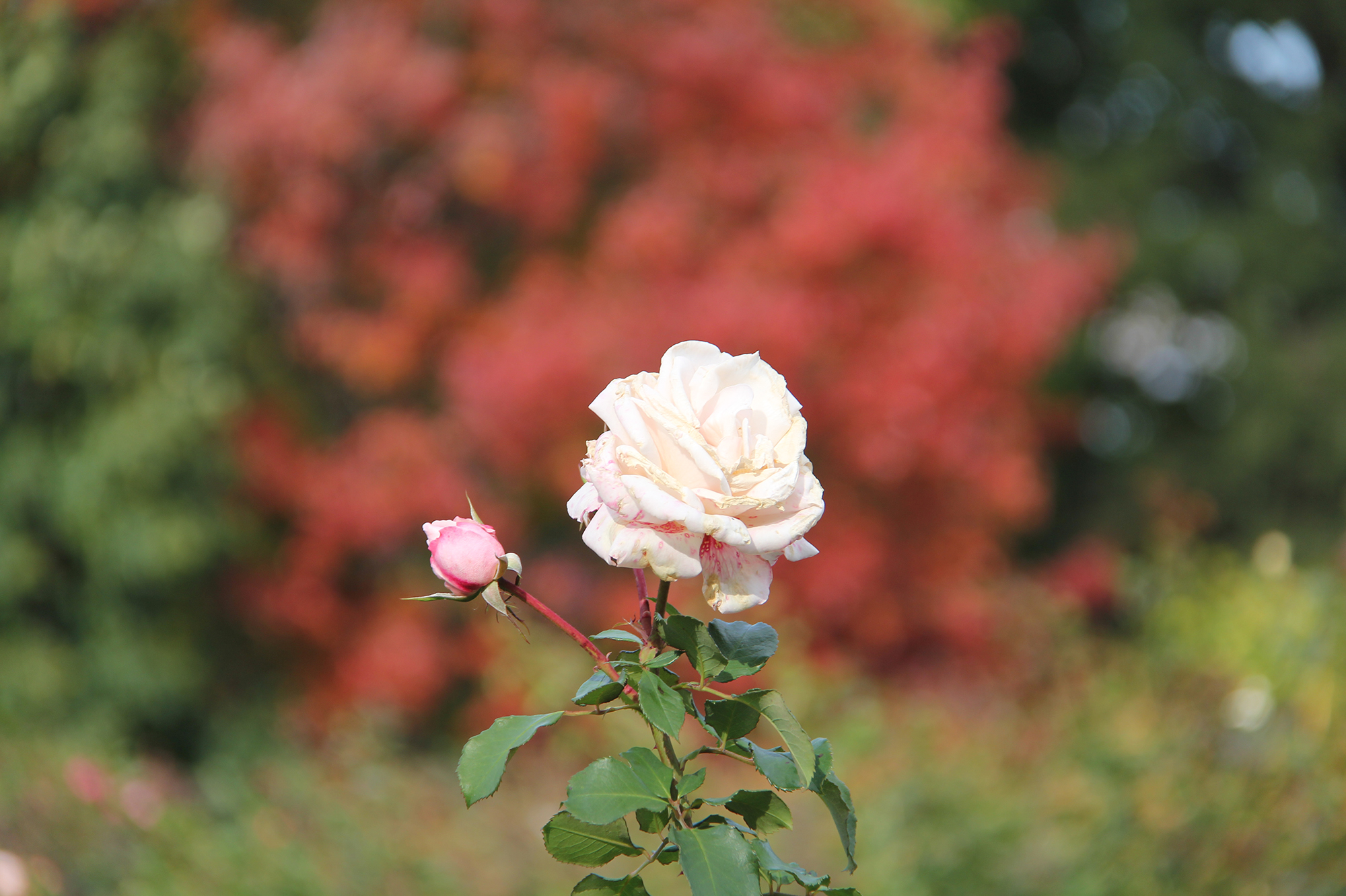Floribunda Rose In Fall
