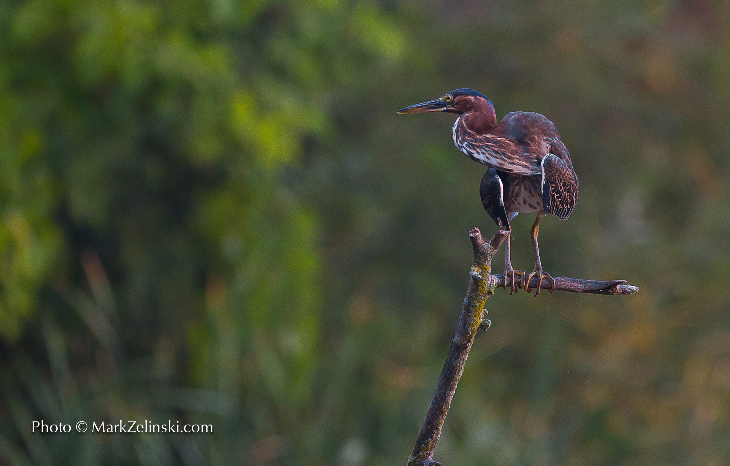 Green Heron Identification, All About Birds, Cornell Lab of Ornithology