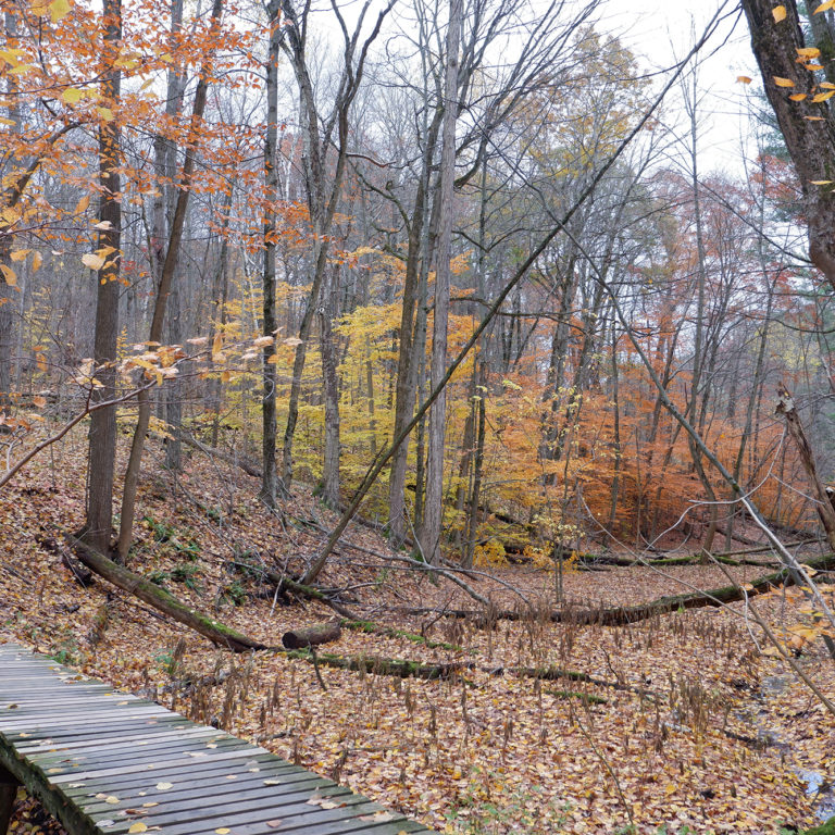 Grey Doe Trail Boardwalk In Fall