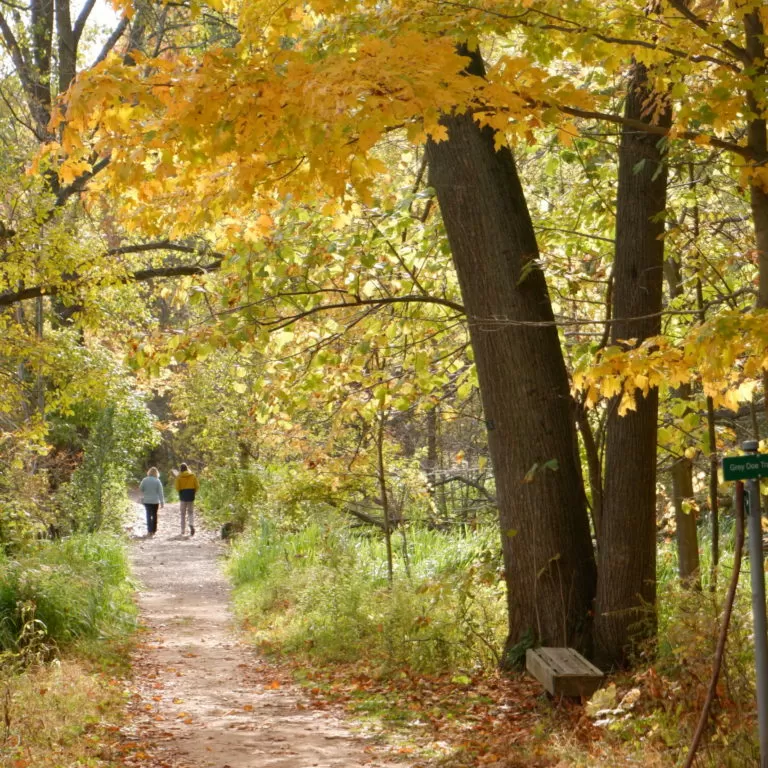 Grey Doe Trail With Yellowed Leaves In Fall
