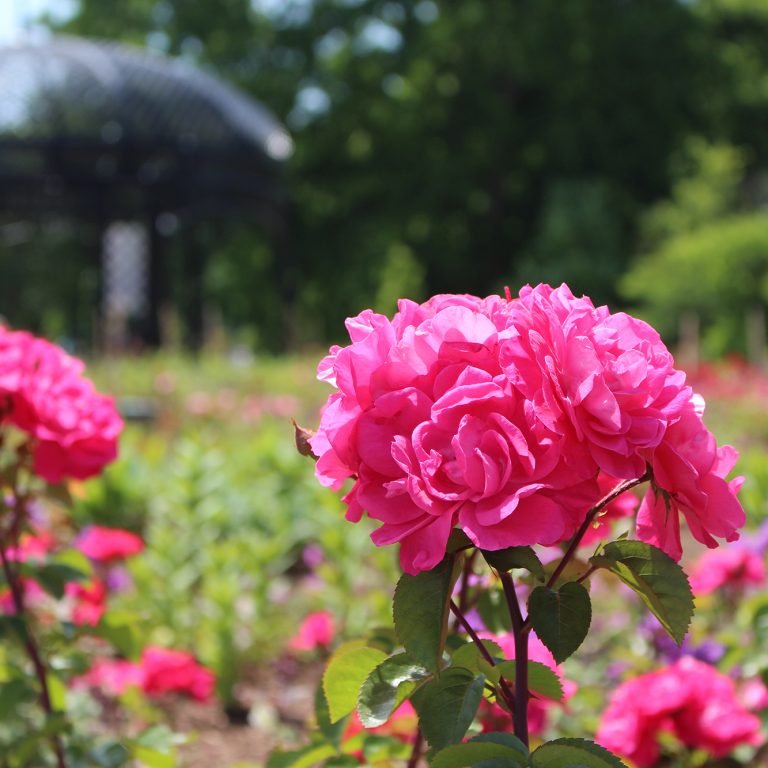 Hendrie Park Fuschia Garden Roses