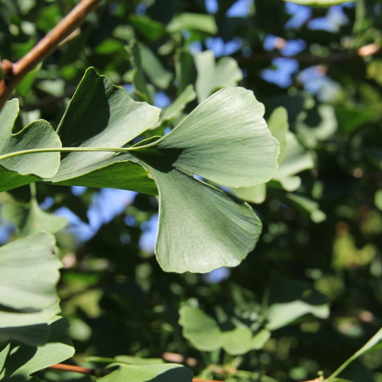 Hendrie Park Ginkgo Biloba Leaf