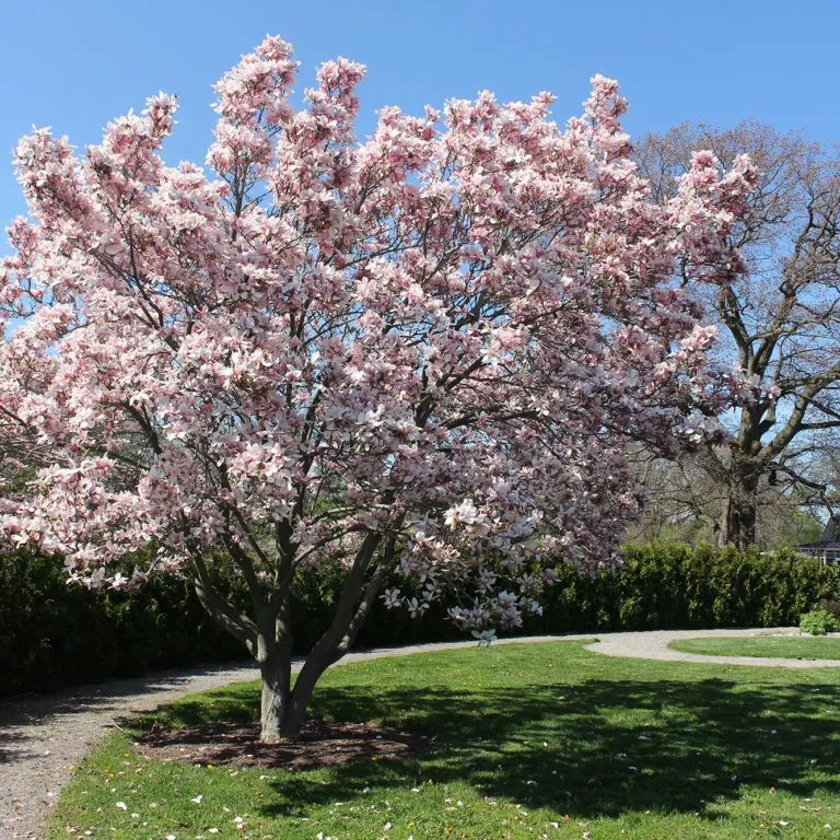 Hendrie Park Magnolia In Global Garden