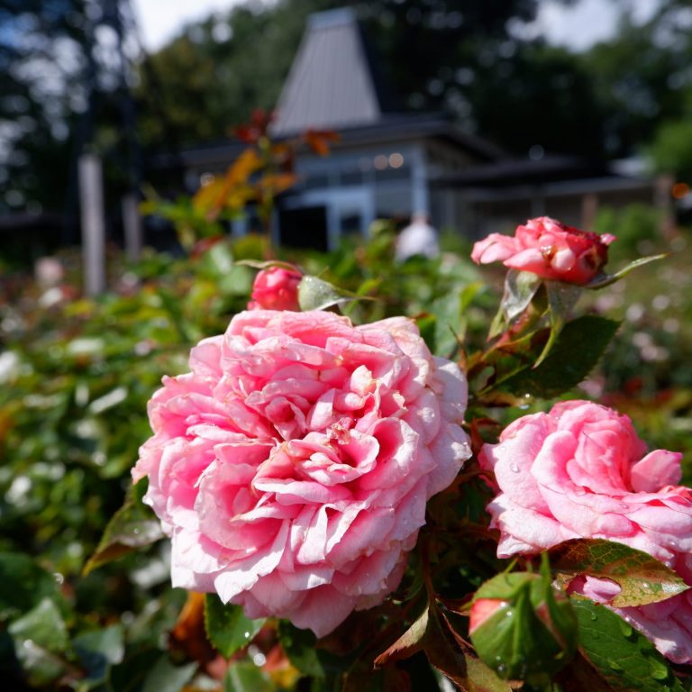 Hendrie Park Pink Jolie Veranda Rose