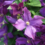Laking Garden Clematis Polish Spirit