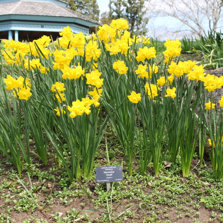 Laking Garden Group Of Daffodils In Blooms