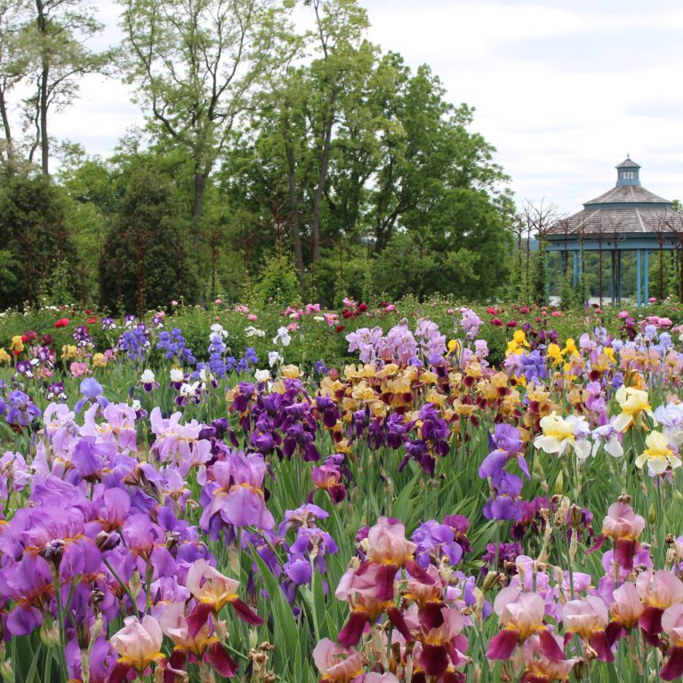 Laking Garden Iris Beds In Bloom With Gazebo
