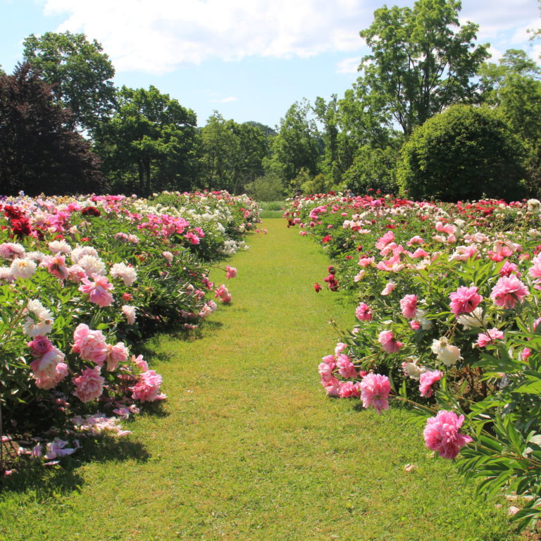Laking Garden Rows Of Peonies In Bloom