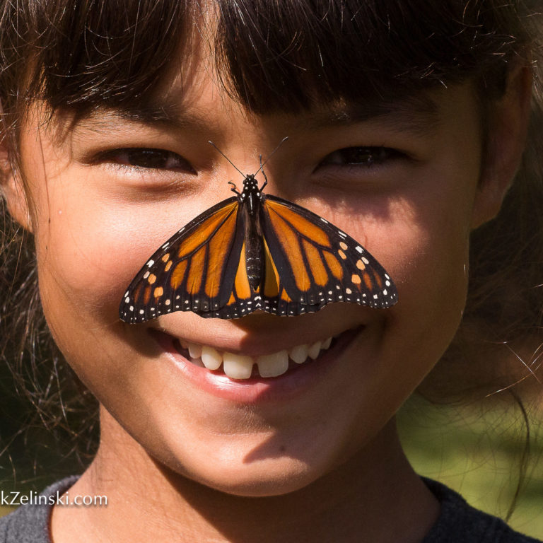 Monarch butterfly on child's nose, Events in Burlington & Hamilton