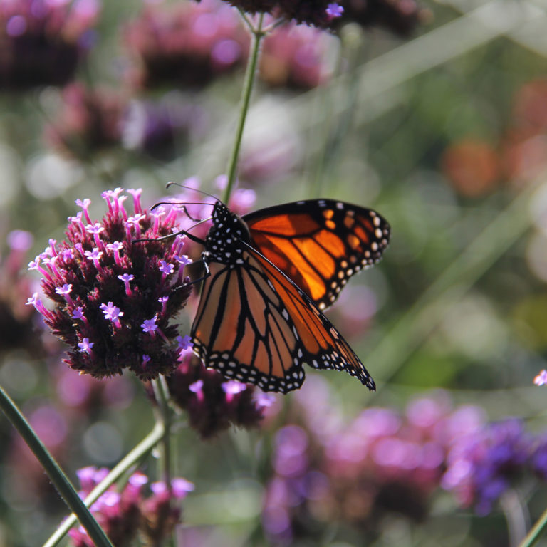 Monarch On Purple Verbana Bloom