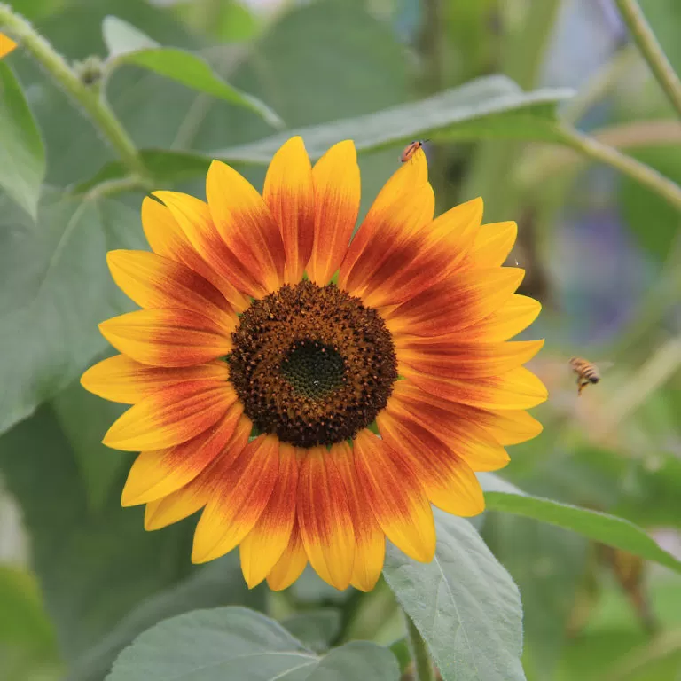 Multicoloured Sunflower Bloom