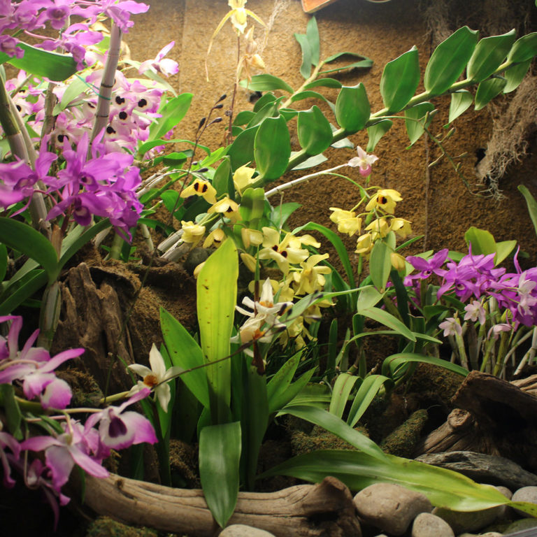 Orchids In Display Case