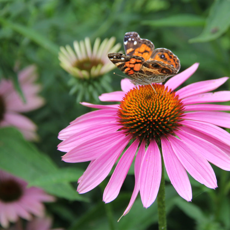 Painted Lady Butterfly On Pink Coneflower